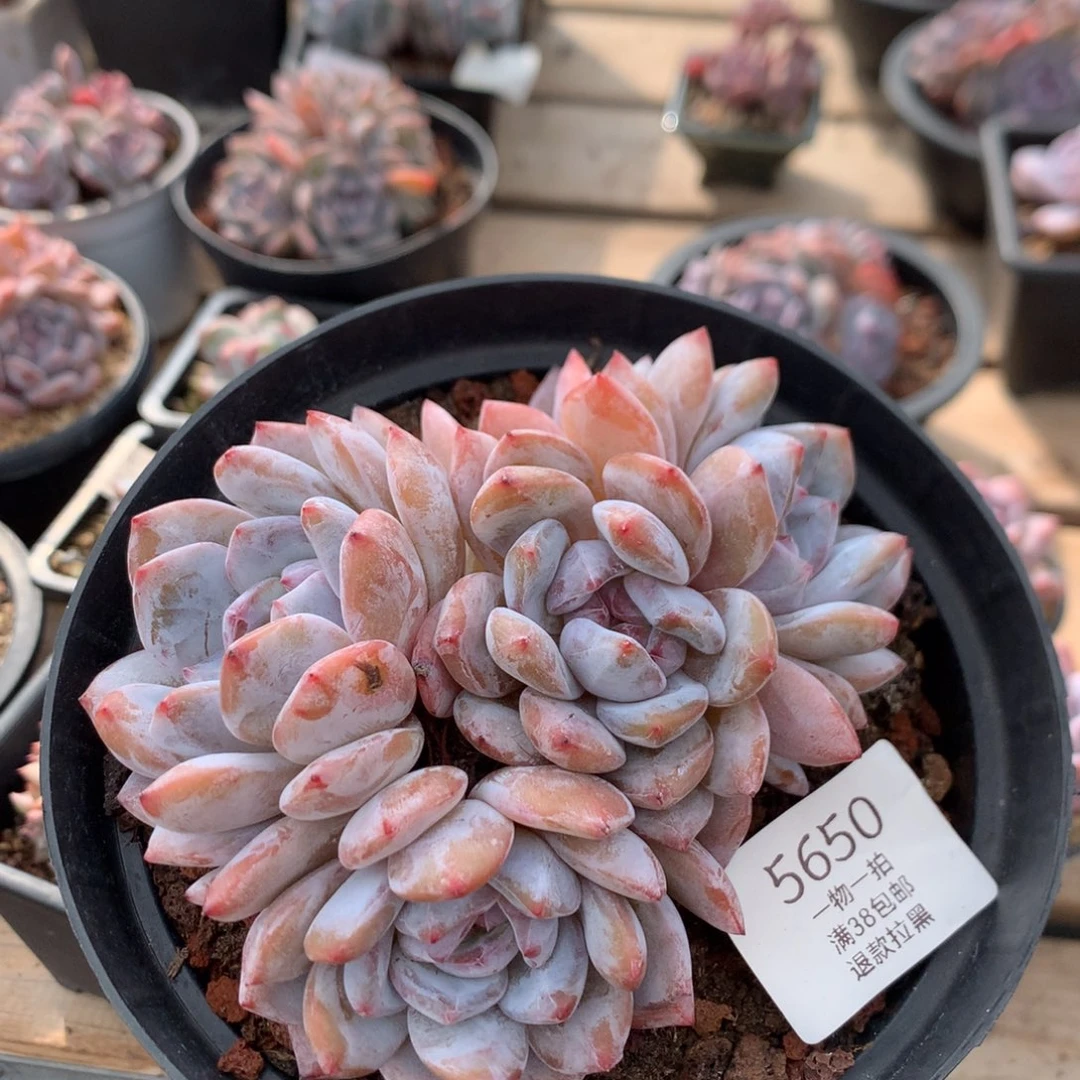 12.5厘米四头粉星影 无砍 5650