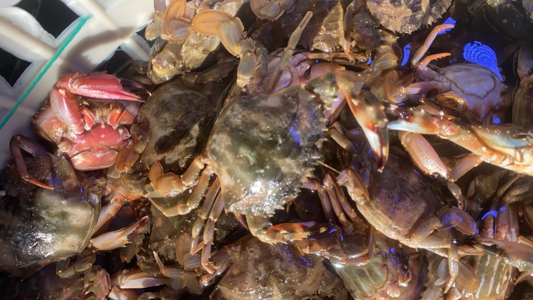 庄河野生花盖蟹保鲜不保活黑吉辽 天津 北京可以拍