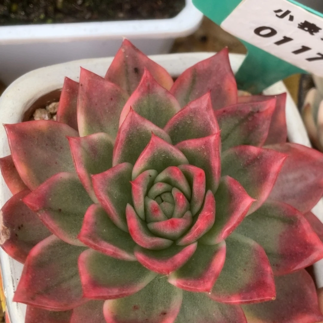 117弗兰克锦锦锦头盖300