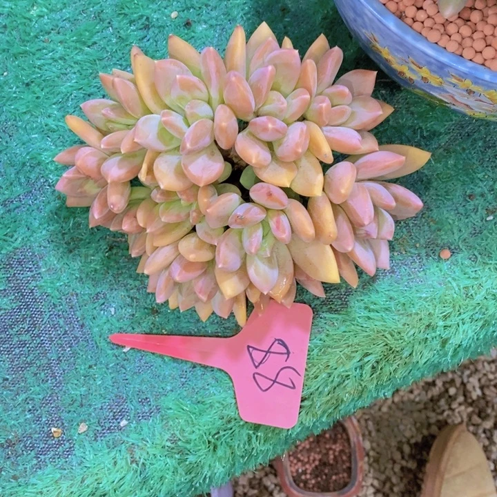 我不在这里吃饭的呀