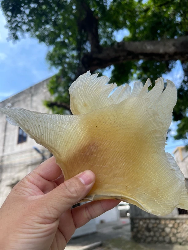 海翅干浦鱼软骨翅天星翅狗仔翅海产干货煲汤食材