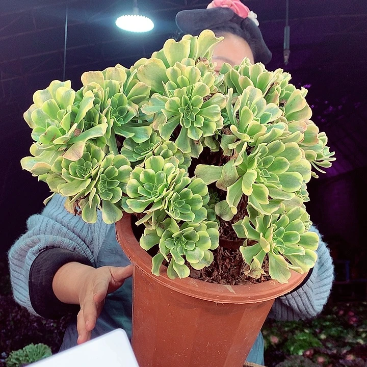 柒柒精品多肉脱土发货不包断侧枝S184