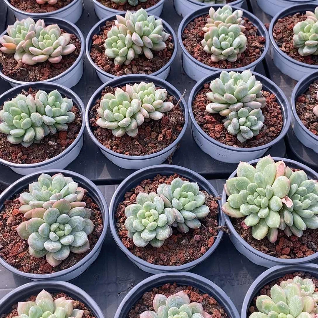 团百达翡翠多头，福利