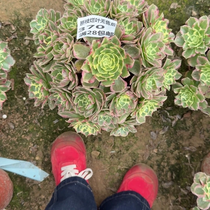 370二号棚水蜜桃B