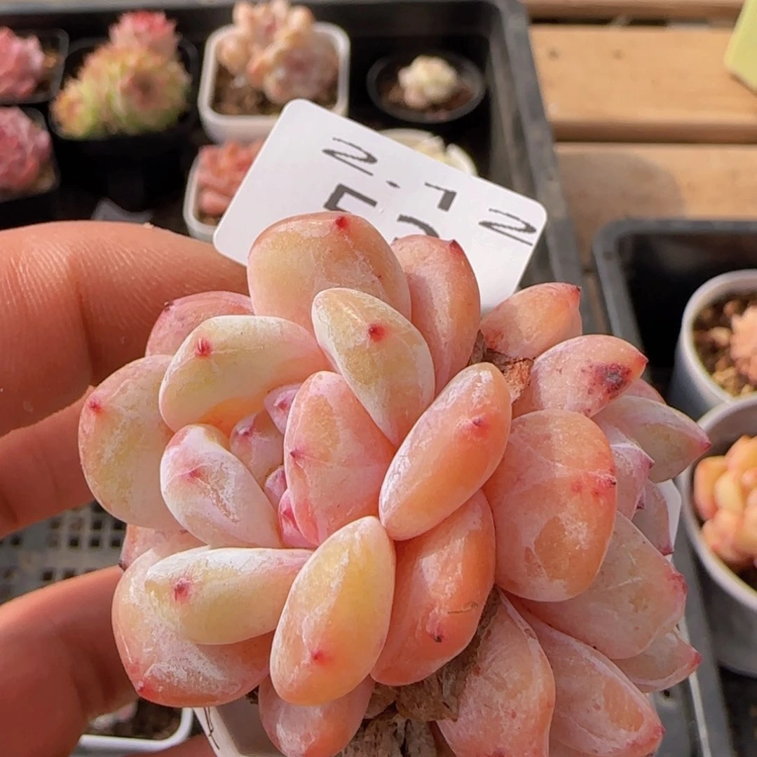 双头星影一颗脱土发货