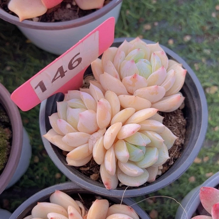 健健康康平平安安