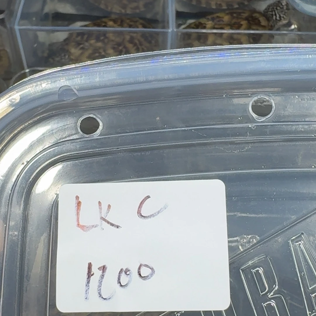 不分公母L*CLKC刀三只