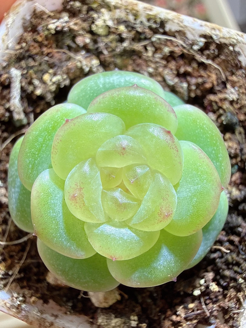 胭脂泪单头小号