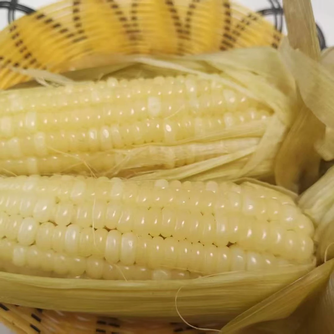 （整箱14根）白甜糯玉米 真空包装 整箱7斤以上  可试吃4个