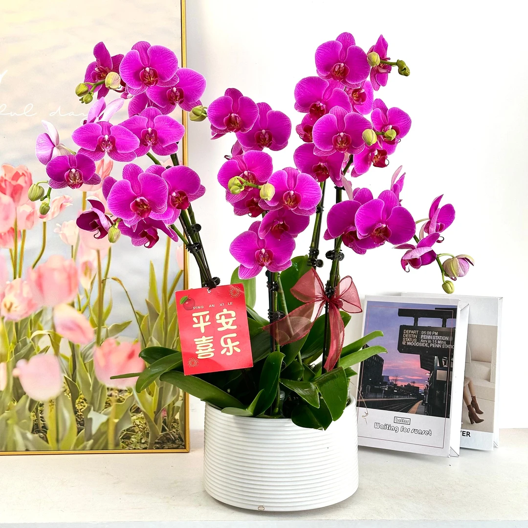 妗画【恭喜发财】蝴蝶兰鲜花精致组盆 开花株 室内绿植
