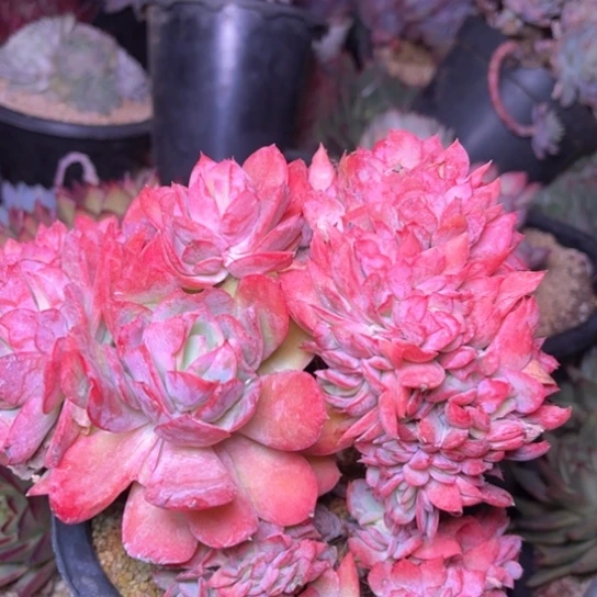 漠*多肉植物的植物