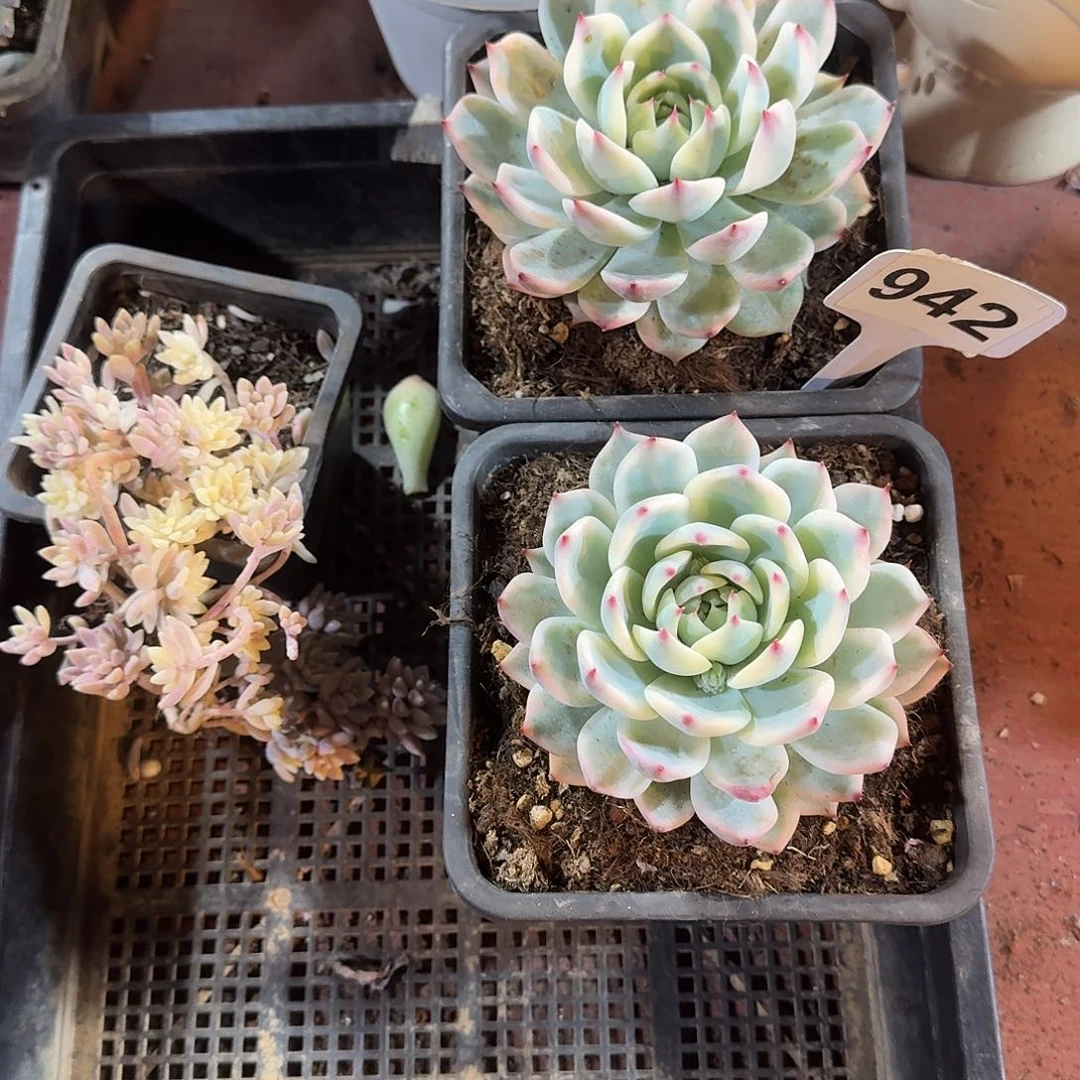 之***～942两颗吉娃娃锦➕秋锦