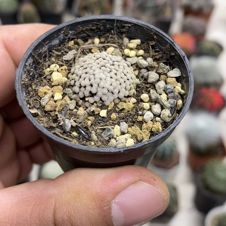 松针牡丹特价福利