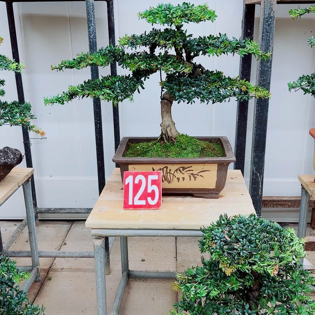 完全开放盆景园林盆景