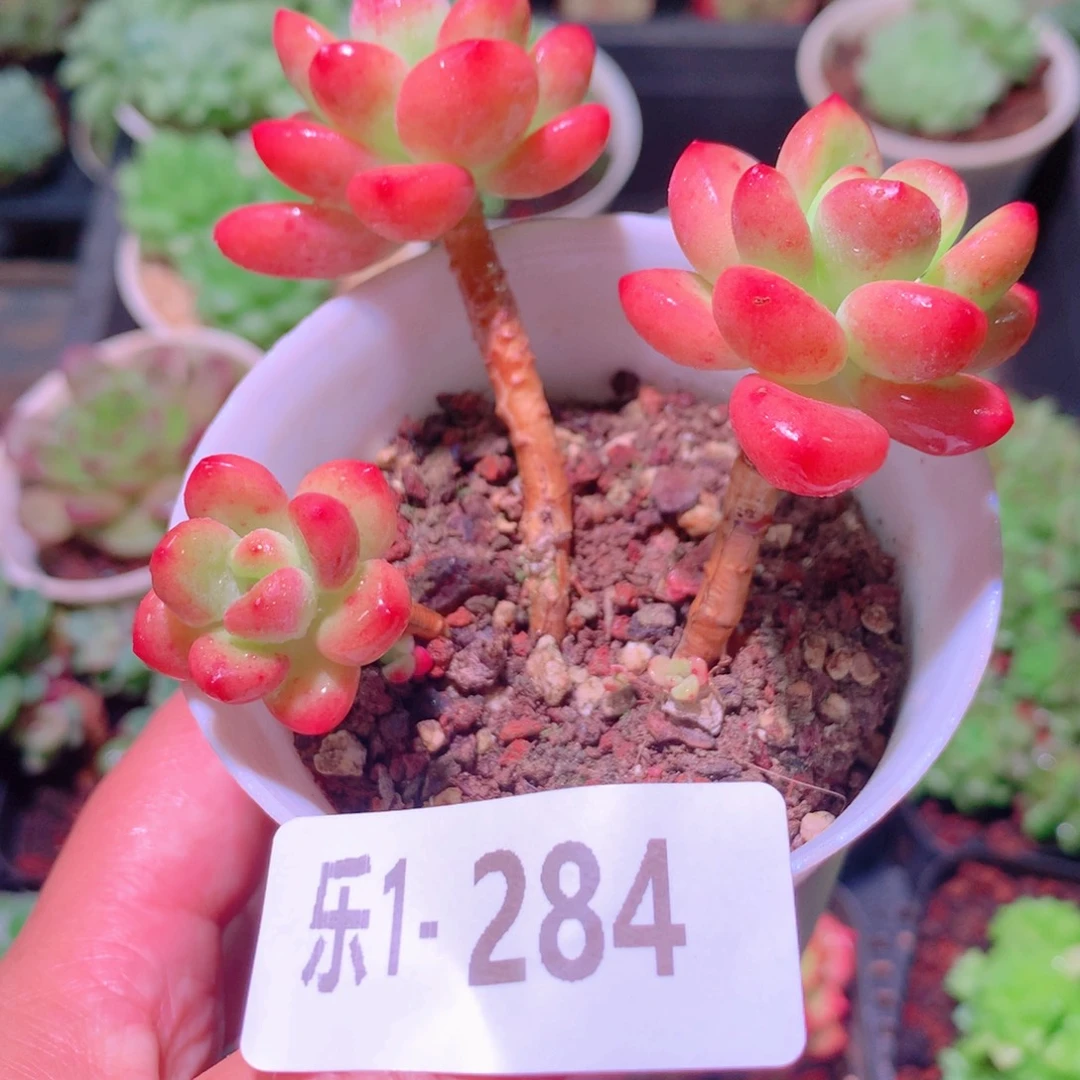 乐然 1-284 香格里拉