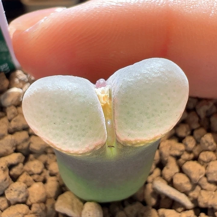 440。四年特白窗b23。