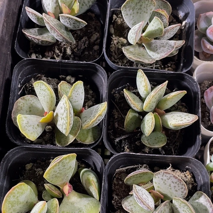 天紧张带盆土发货