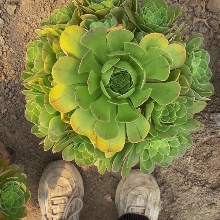 宝莲灯大手捧花11111
