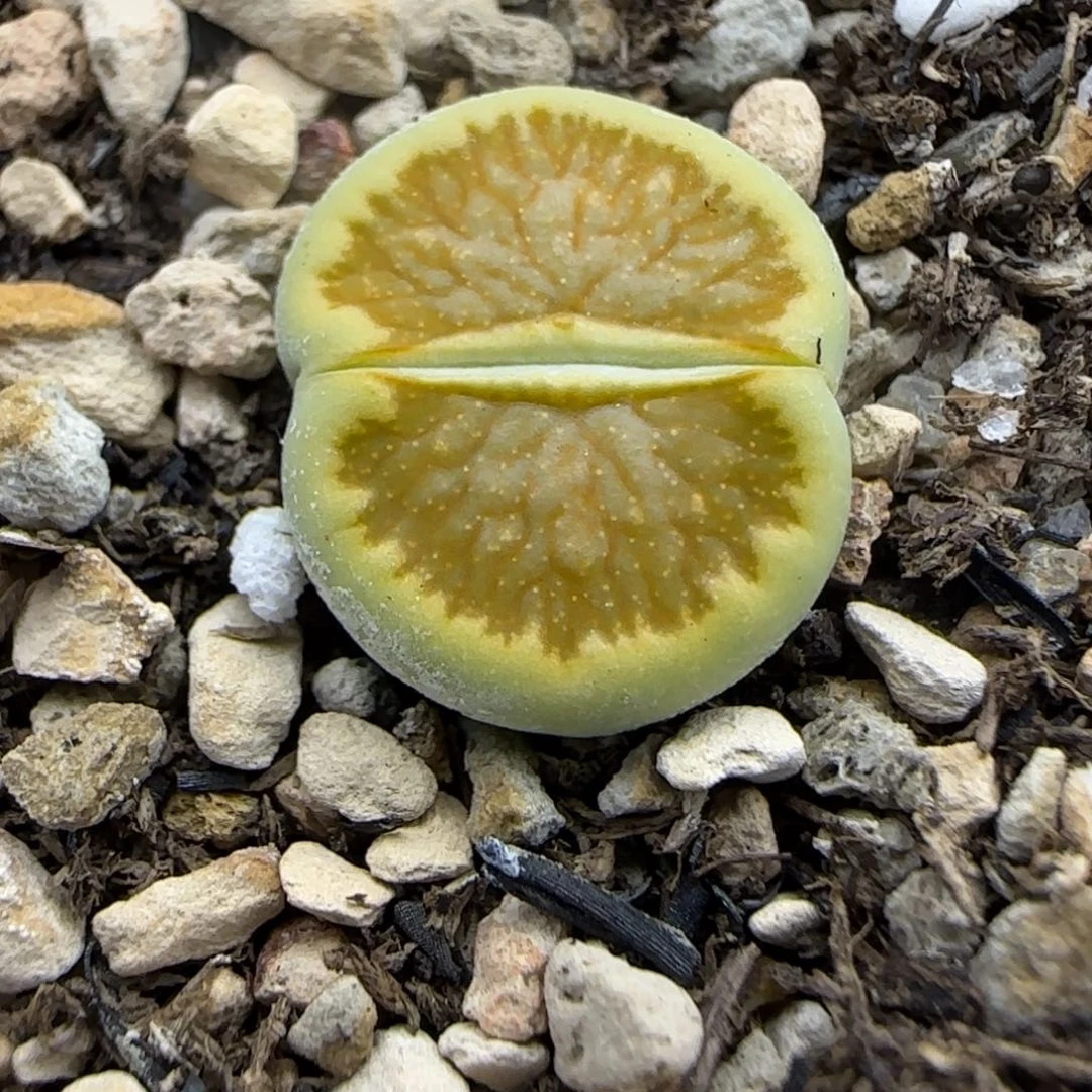 276 生石花大棚直播