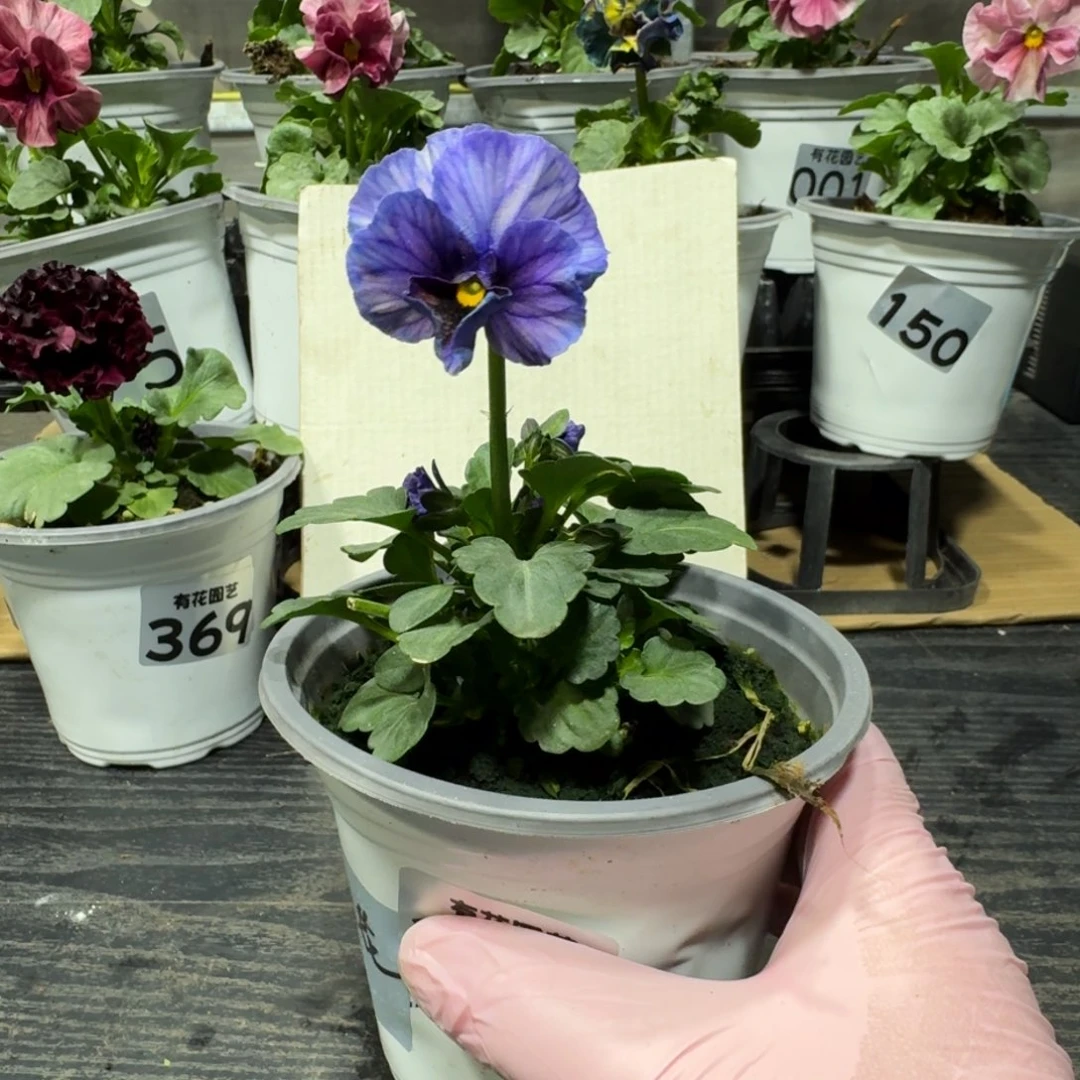 全部花朵387号江源