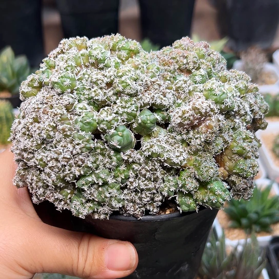 娇丽石化缀化群13cm