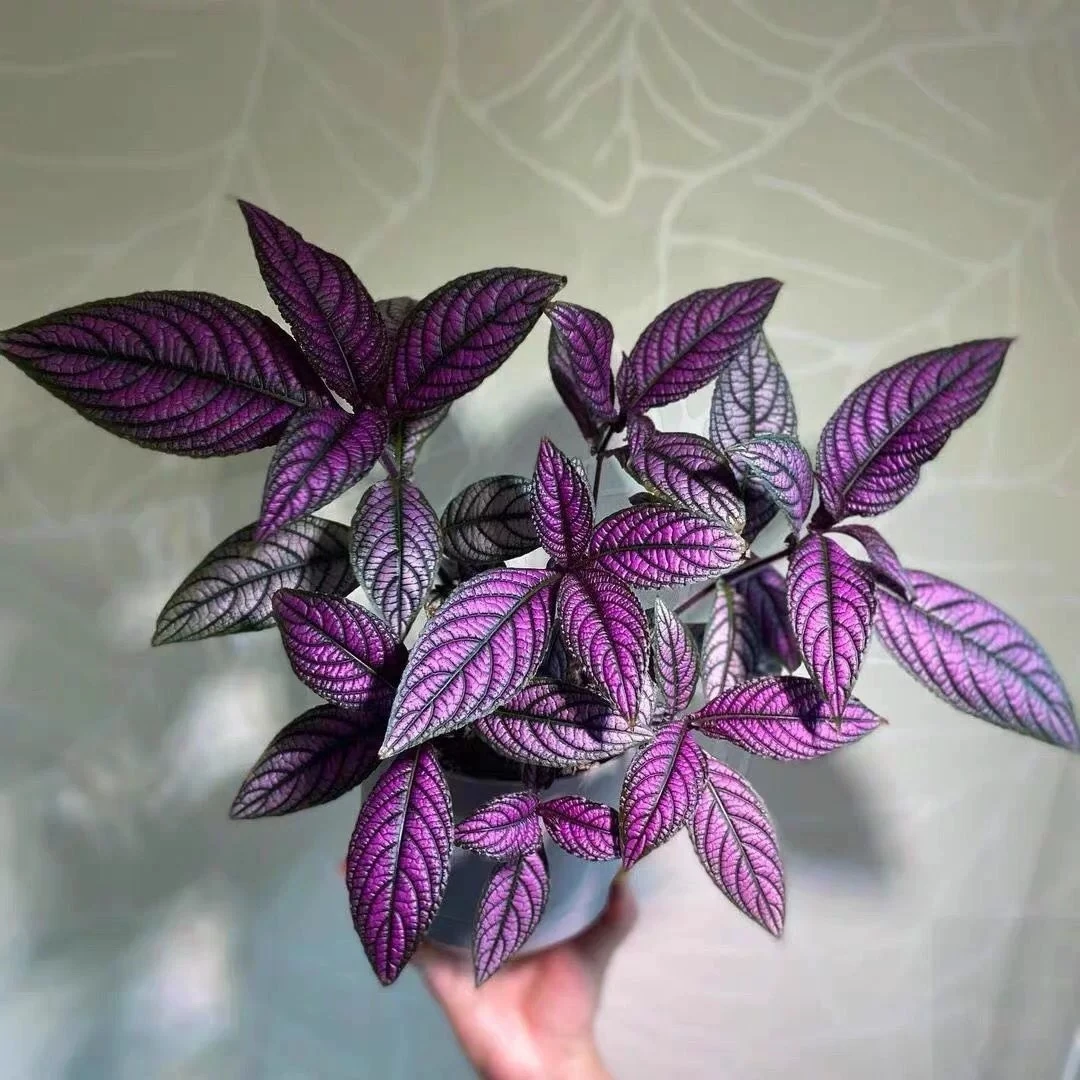 波斯草 盆栽花卉绿植防辐射吸甲醛净化空气