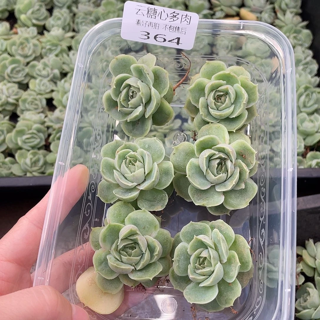 寞*寞云糖心多肉植物364