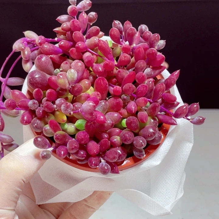 紫玄月样品1盆带盆发货