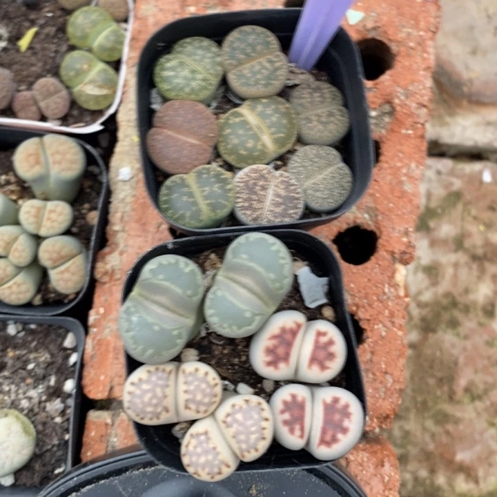 兔***头生石花等植物的生长364