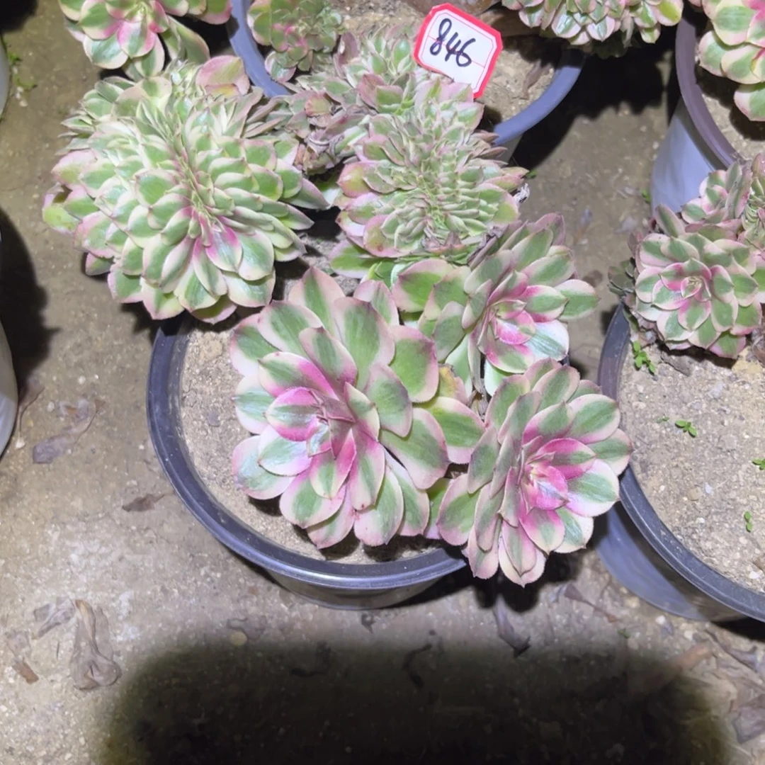 846多肉植物荔枝缀化