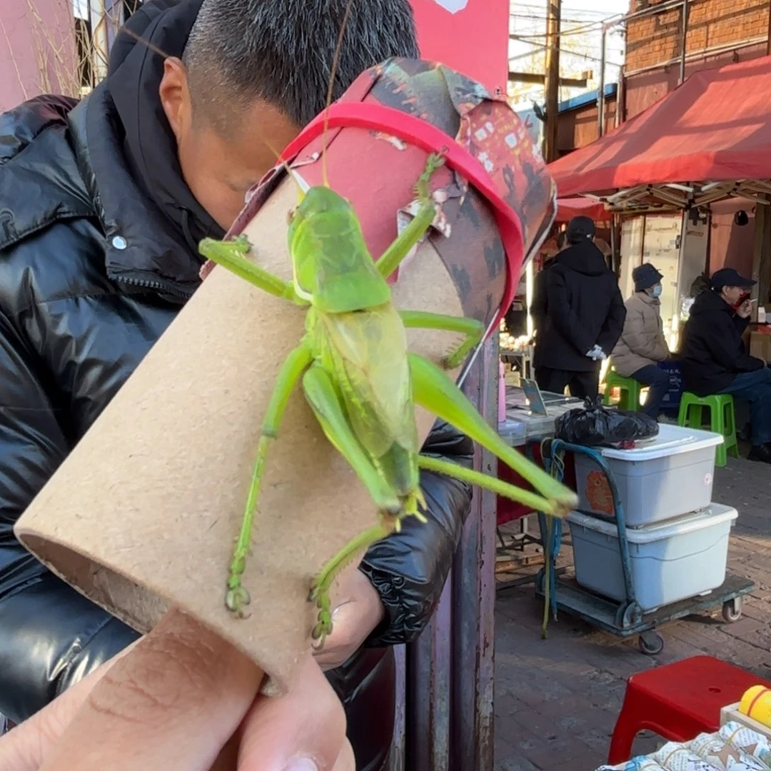 文***企蝈蝈蝈蝈福福价格