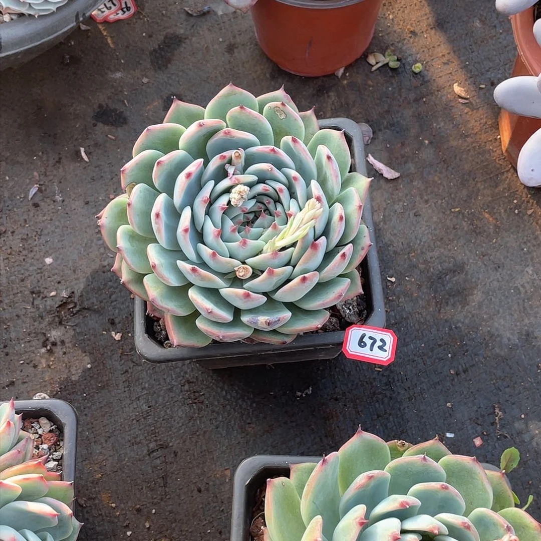 672杂一物一拍多肉