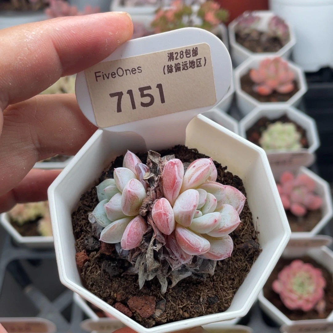维特7151-4.5厘米