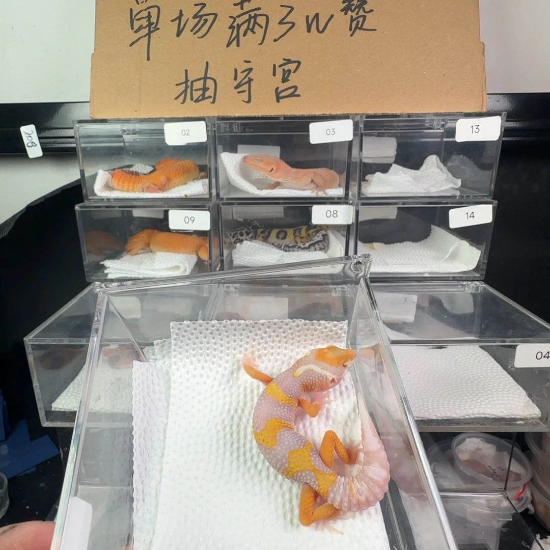 豹纹守宫选育暴龙弟弟