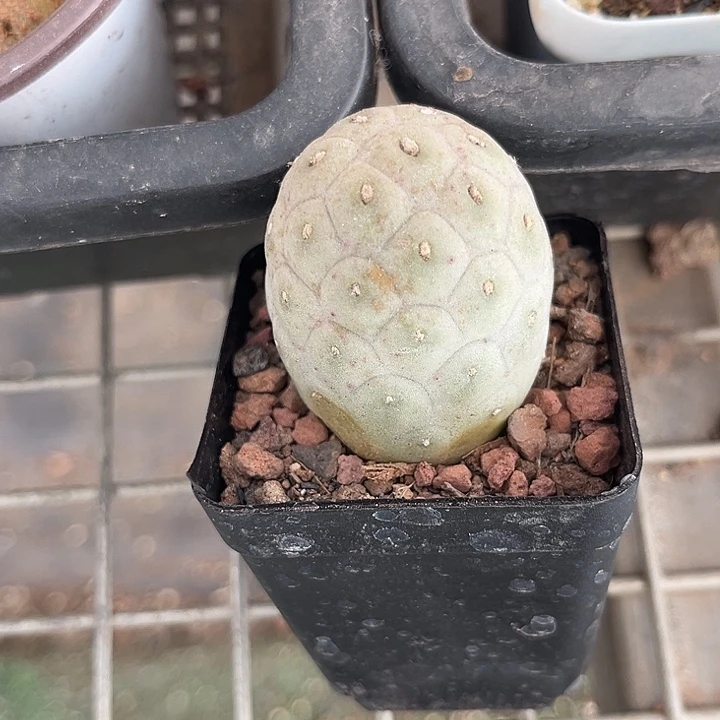 当前无花朵，栽培后可花朵