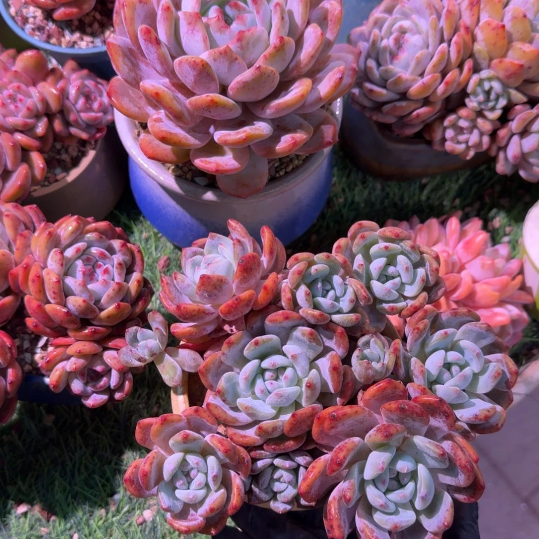 桃***泡橙梦露群生脱土发货