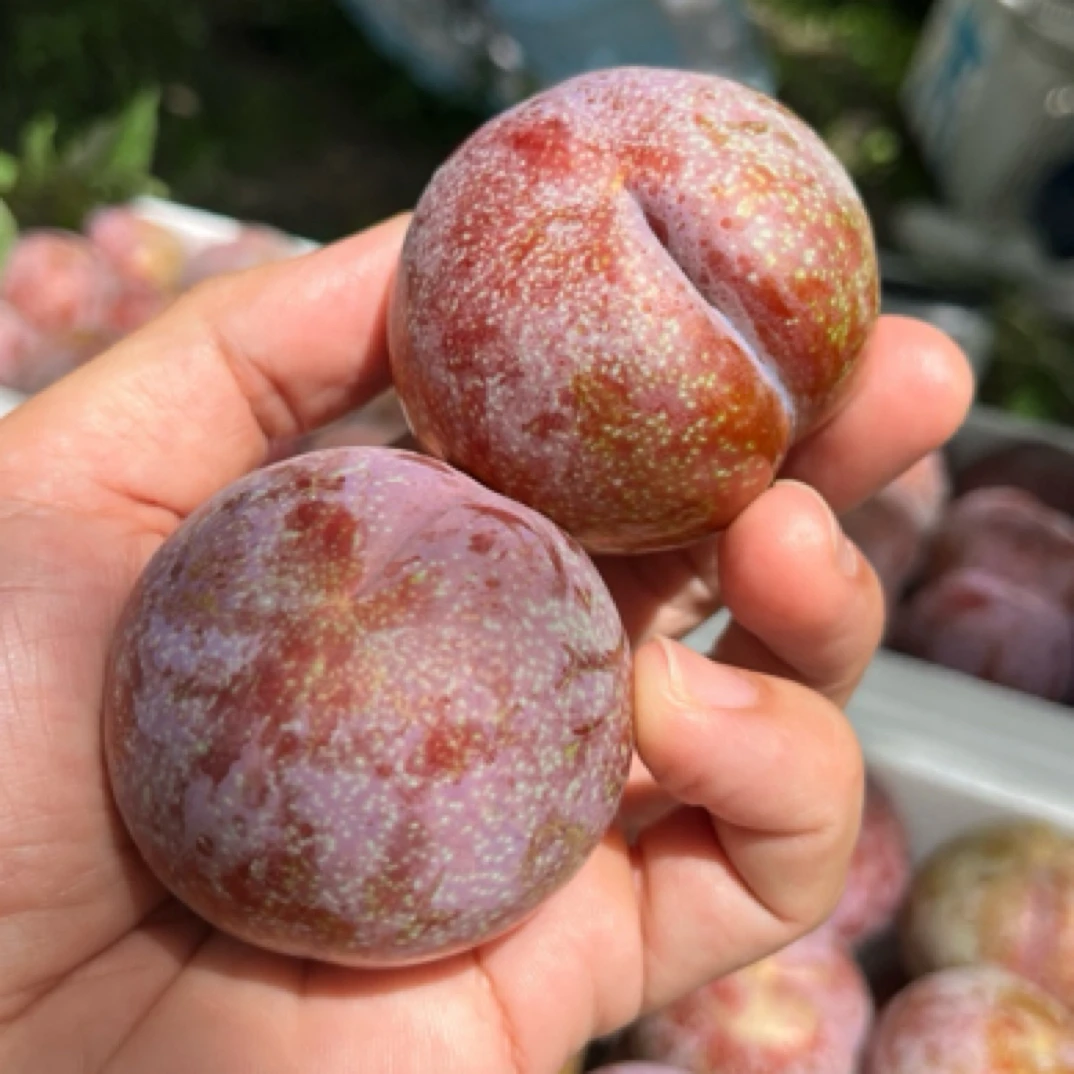 钱排三华李红心李子新鲜采摘 3 2斤5 斤装青红混搭·京东包邮今天拍今天发·吃不了酸的不要拍李子同城送广东省