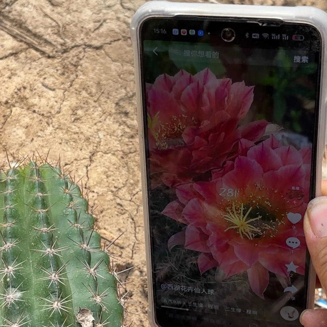 168号281歪仙人球