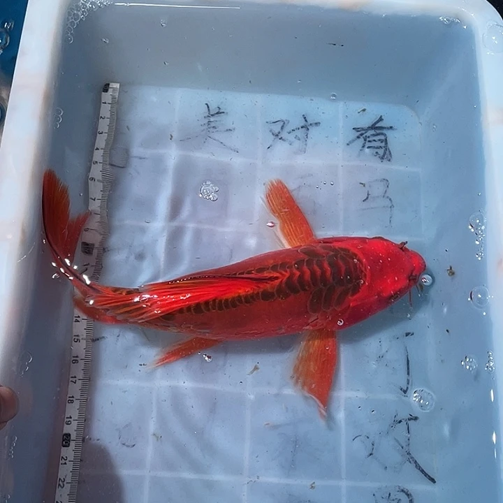 蝴蝶鲤鱼渔场直发110