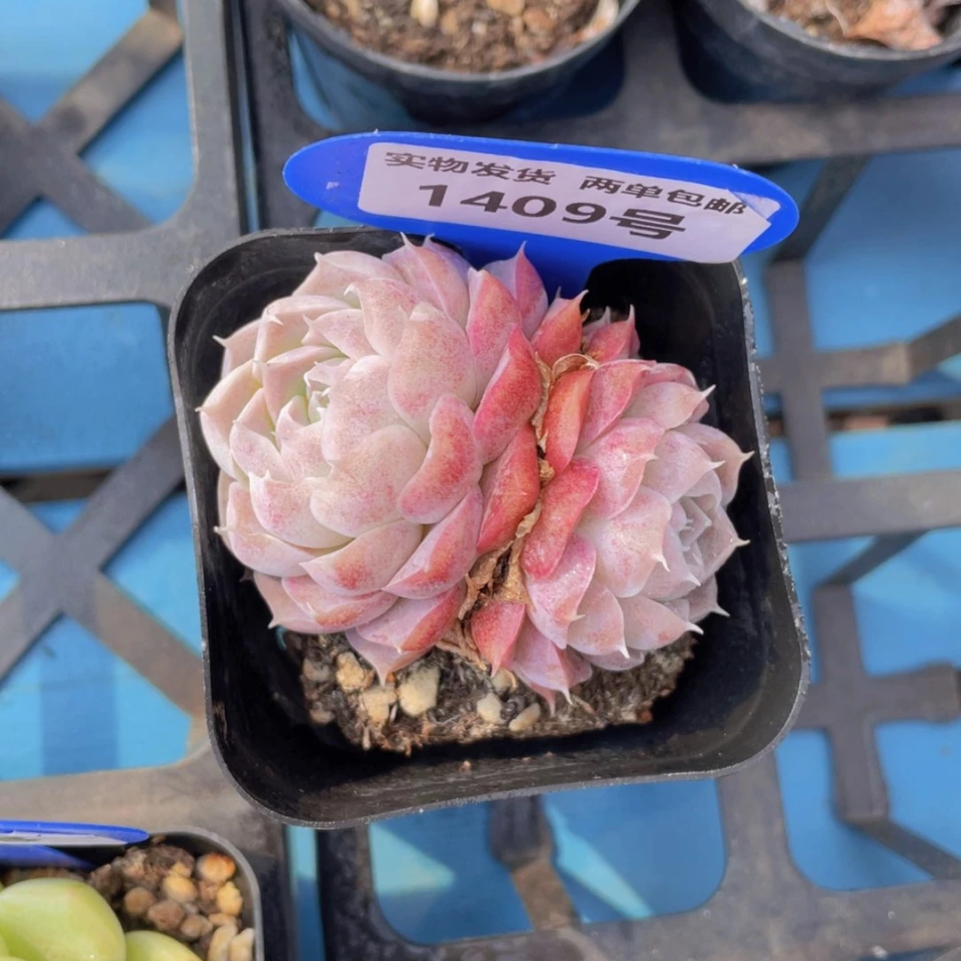 1409号 多肉新品双头一个m