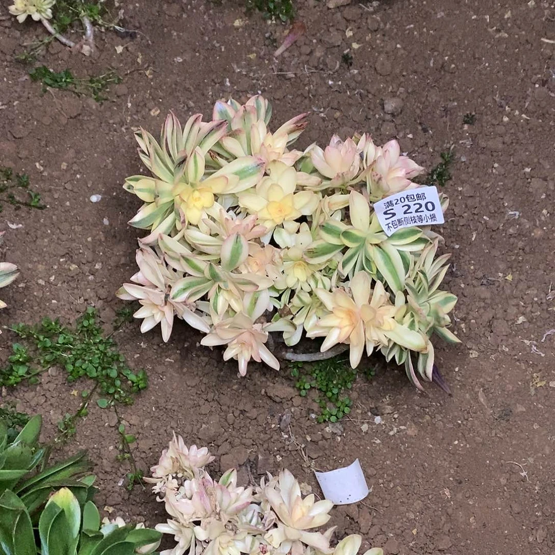 220荷花多肉法师锦有砍