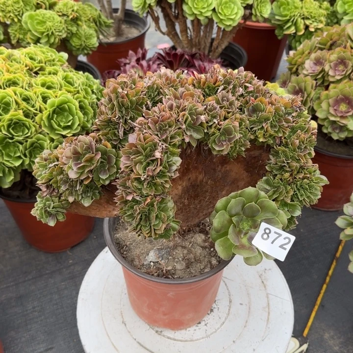 一****多肉植物玫瑰缀872