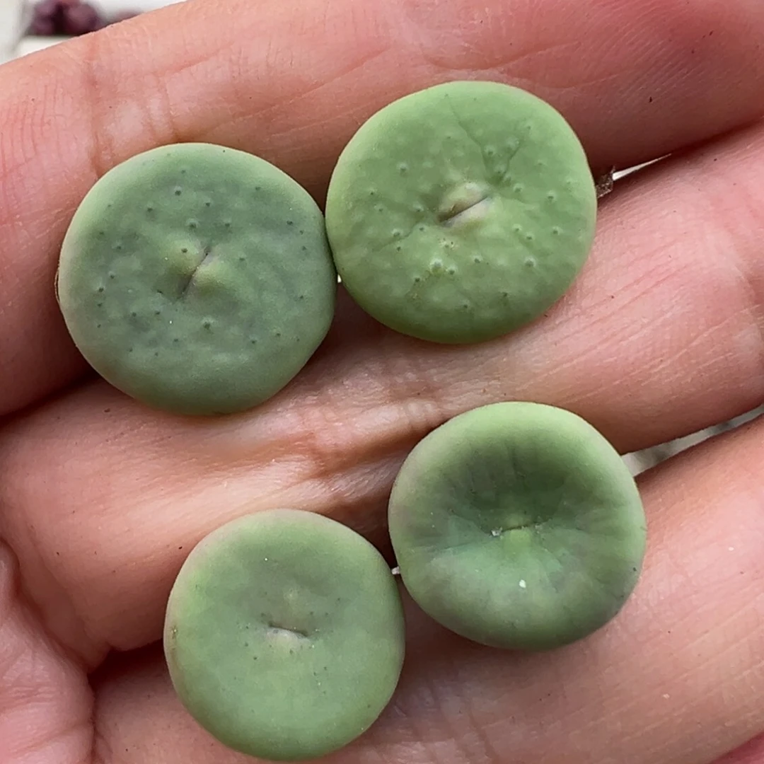 4.16好看的多肉脱土发货633