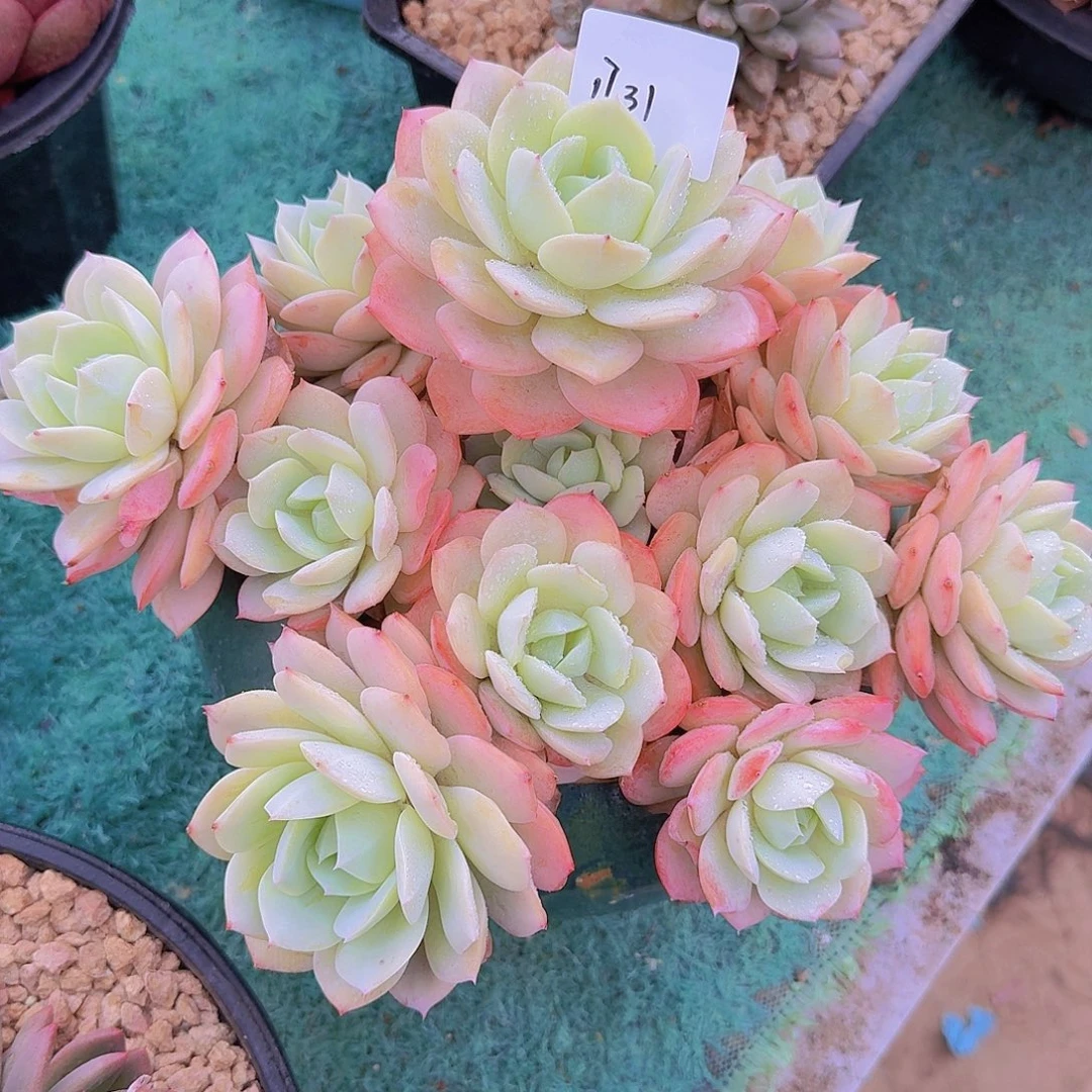 1731恋曲多肉植物