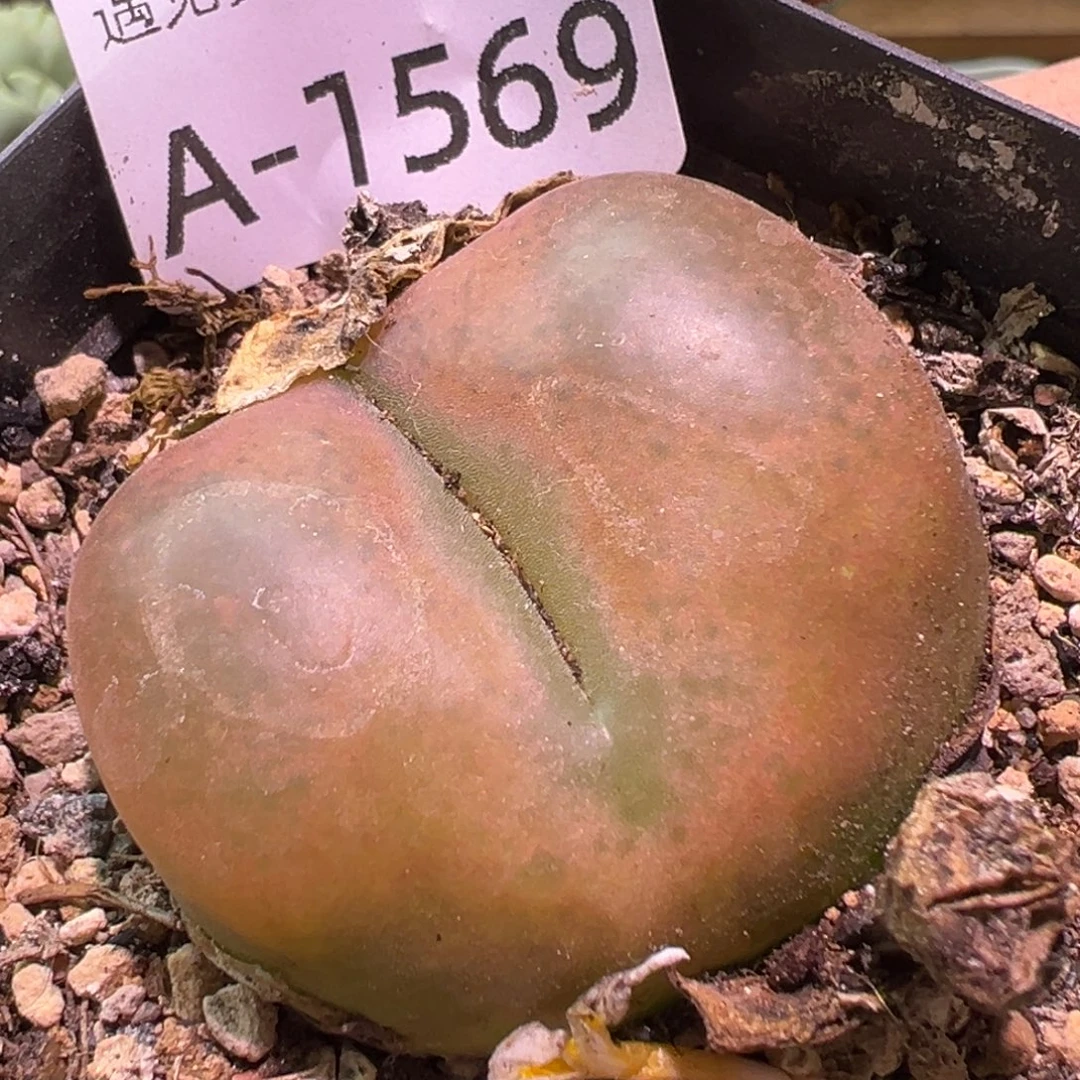 ****开多肉植物11111111111