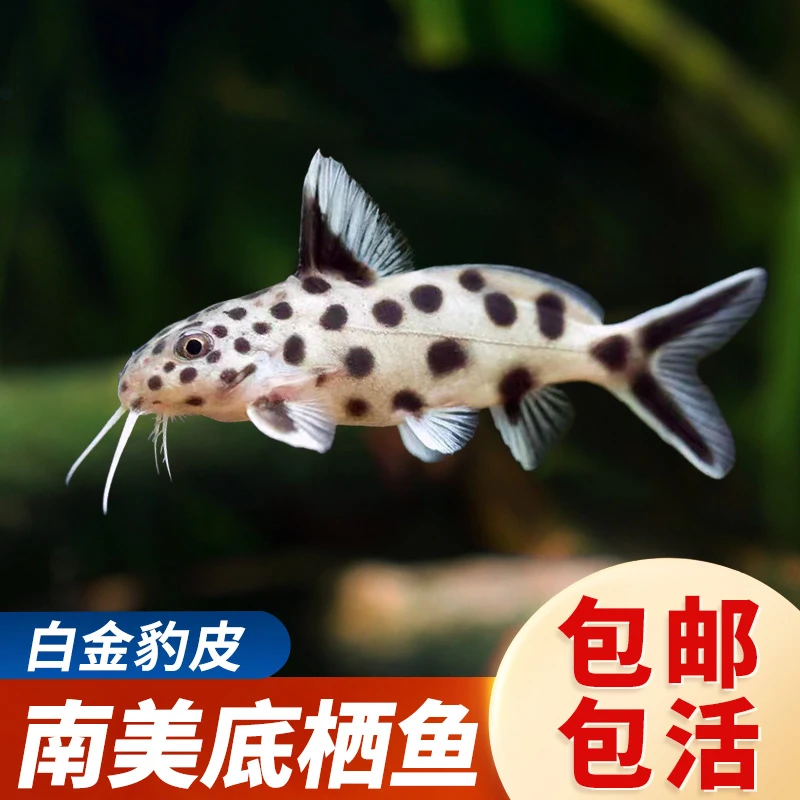 白金豹皮热带南美鱼高品质活体观赏鱼倒吊鱼清洁好养耐活