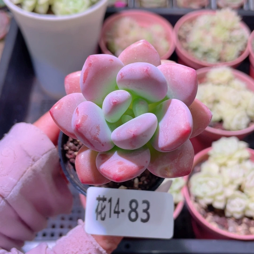 花利美14-83洛神单头