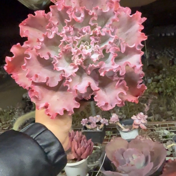 高砂之翁大单头老桩
