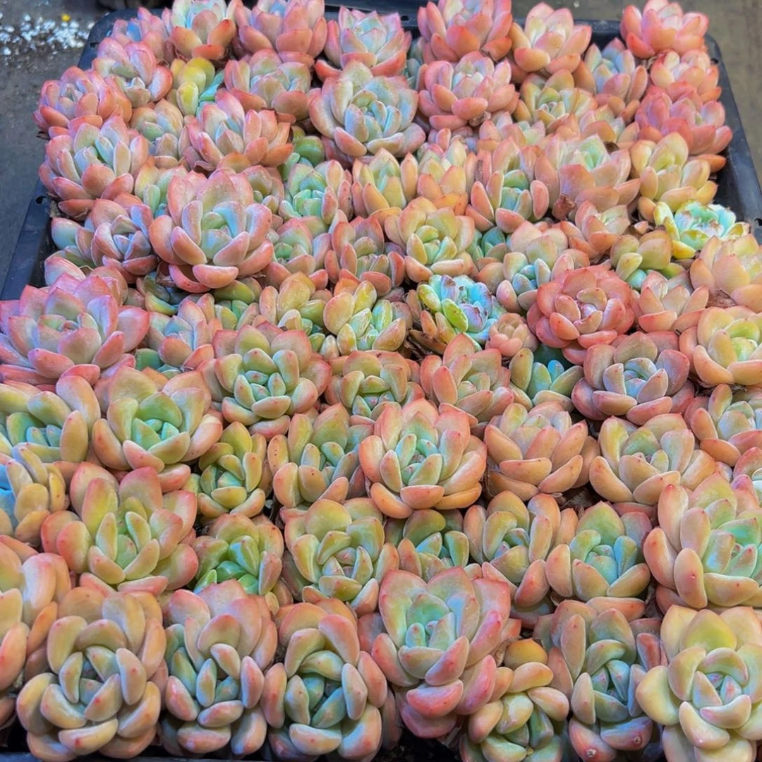 687多肉植物的生长发育