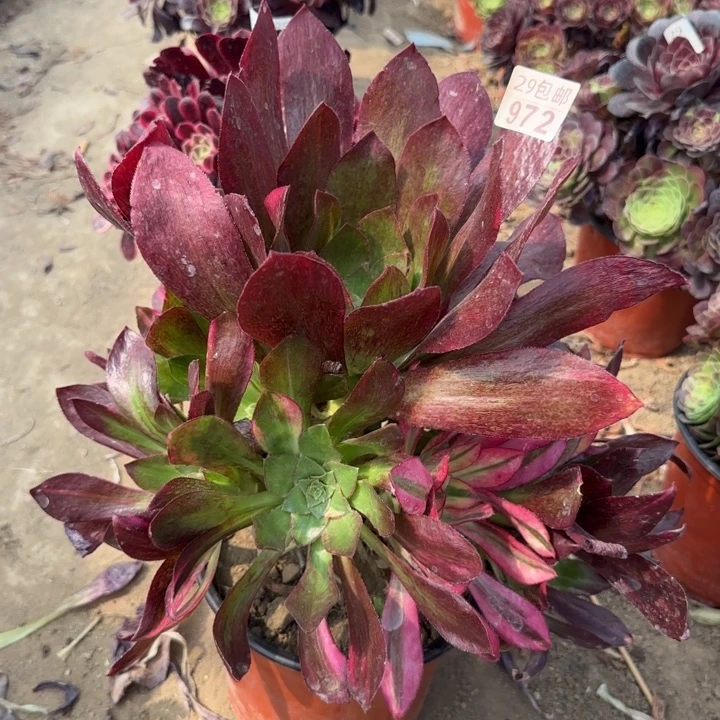 魅影七彩……多肉植物……